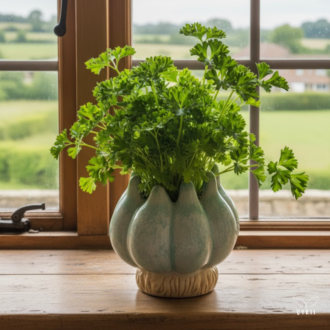 Corn Plant Pot