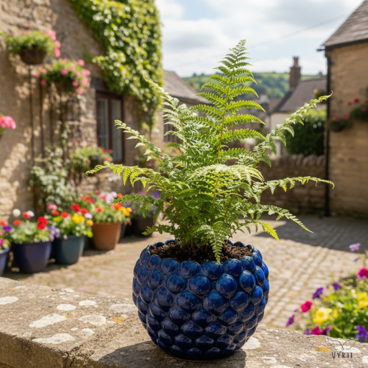 Blackberry Plant Pot