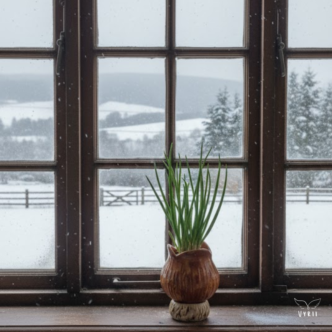 Onion Plant Pot: Shallot
